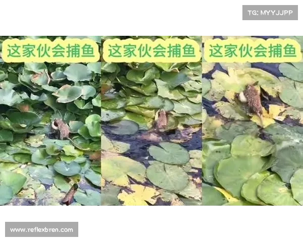金手指捕鱼攻略 金手指捕鱼攻略